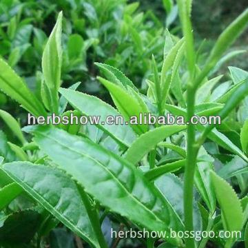 Chinese Tea plant seeds for planting